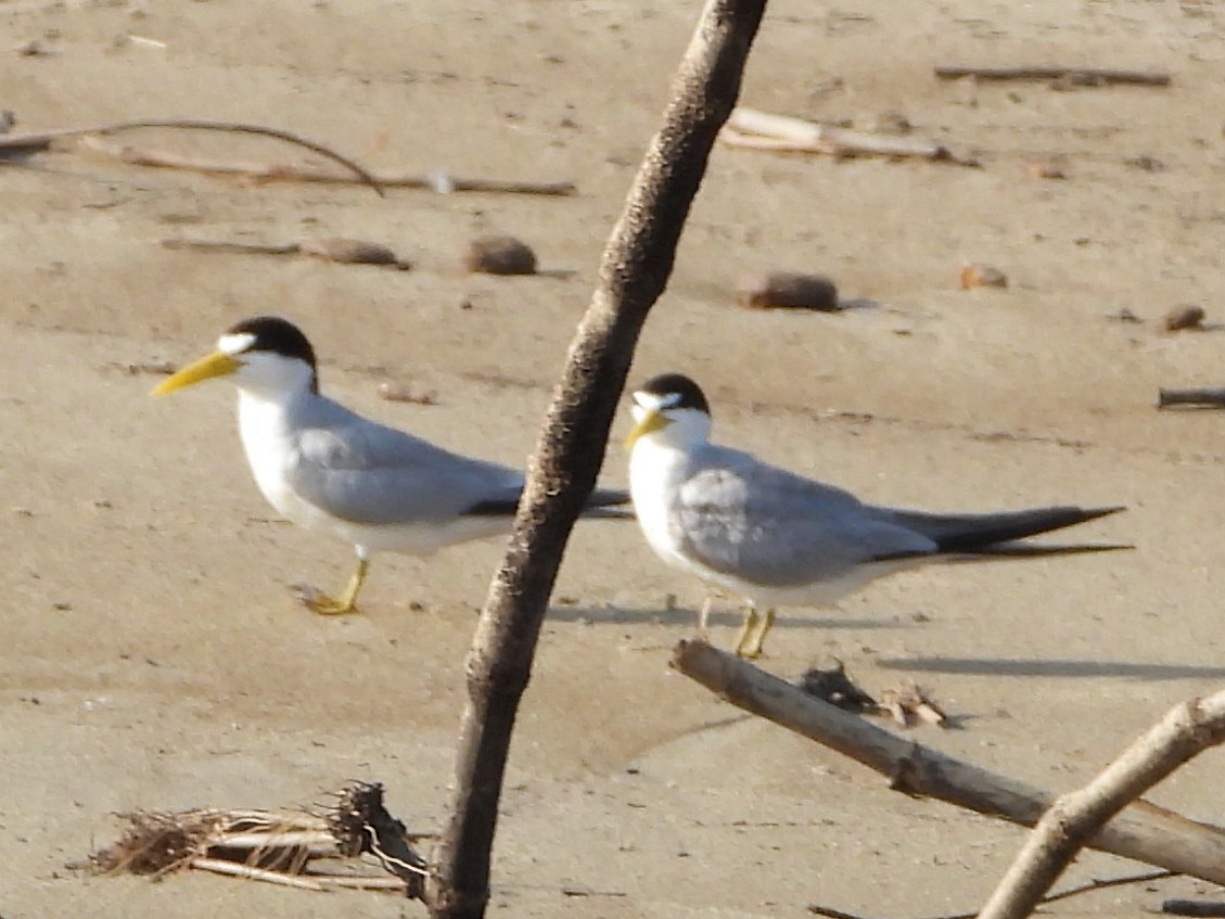 Yellow-billed Tern - ML643769972