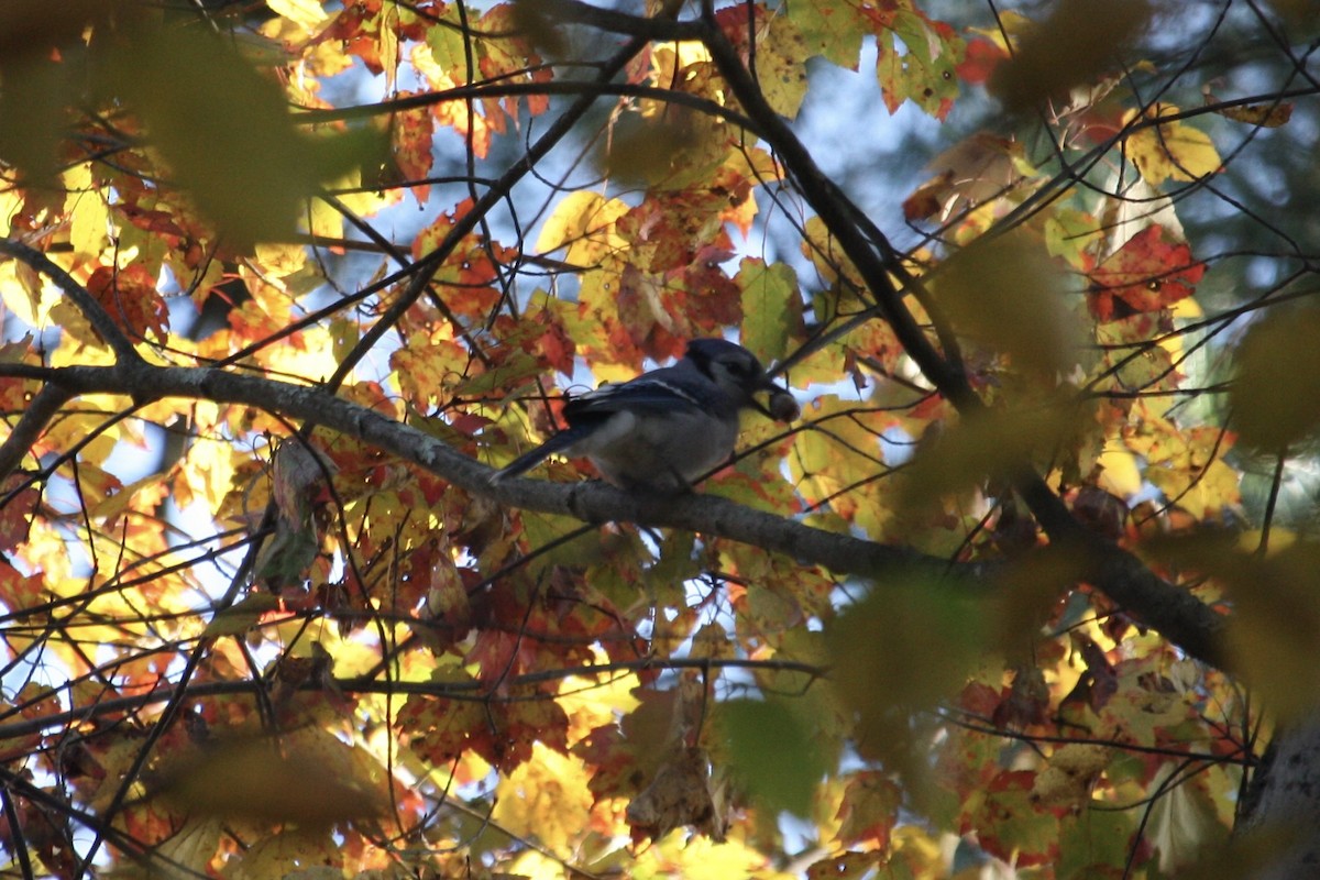sojka chocholatá - ML643769975