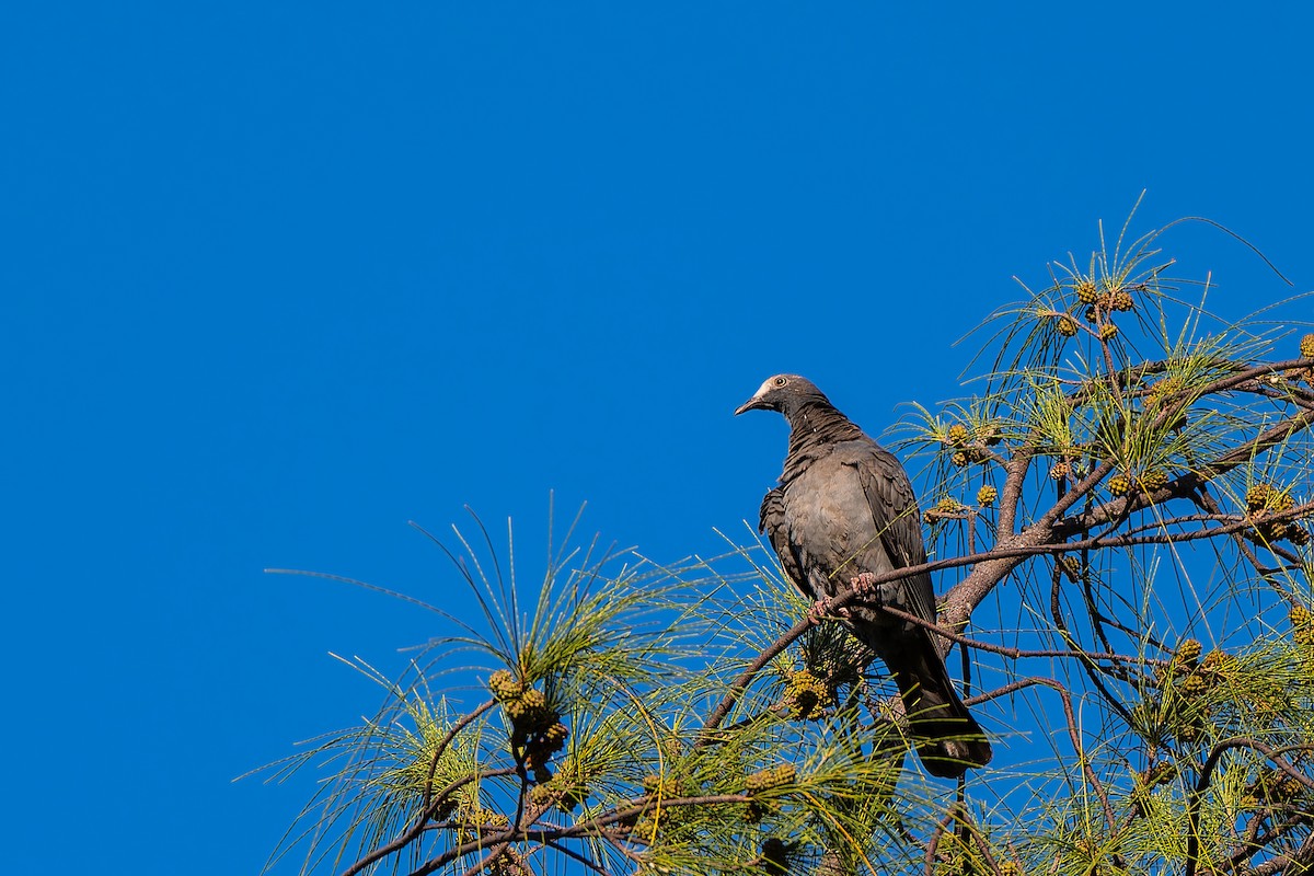 White-crowned Pigeon - ML643769985
