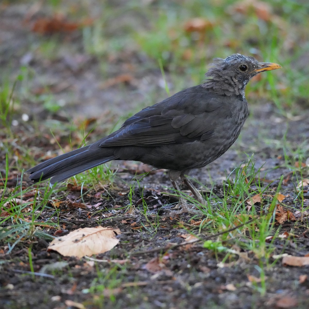 Eurasian Blackbird - ML643769987