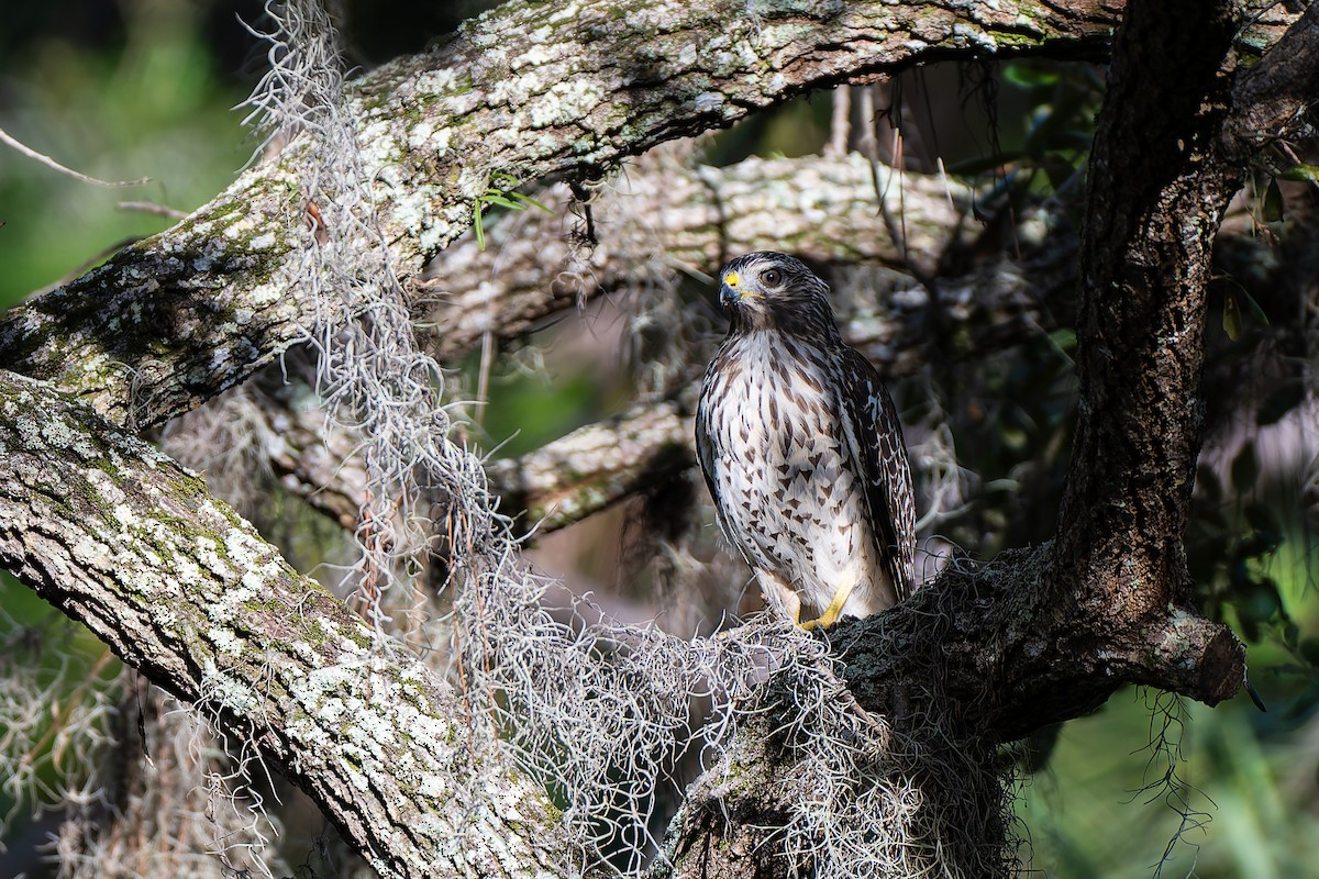 Red-shouldered Hawk (lineatus Group) - ML643770000