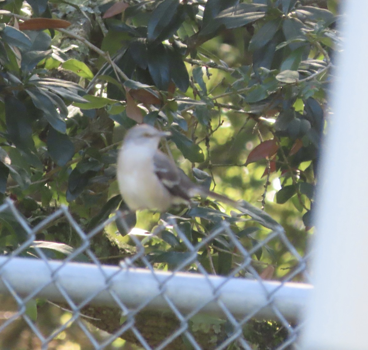 Northern Mockingbird - ML643770003
