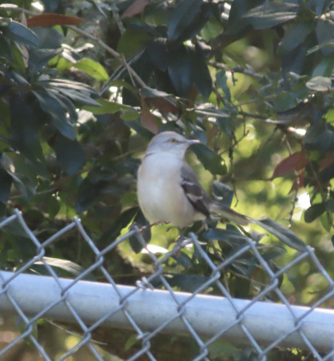 Northern Mockingbird - ML643770005