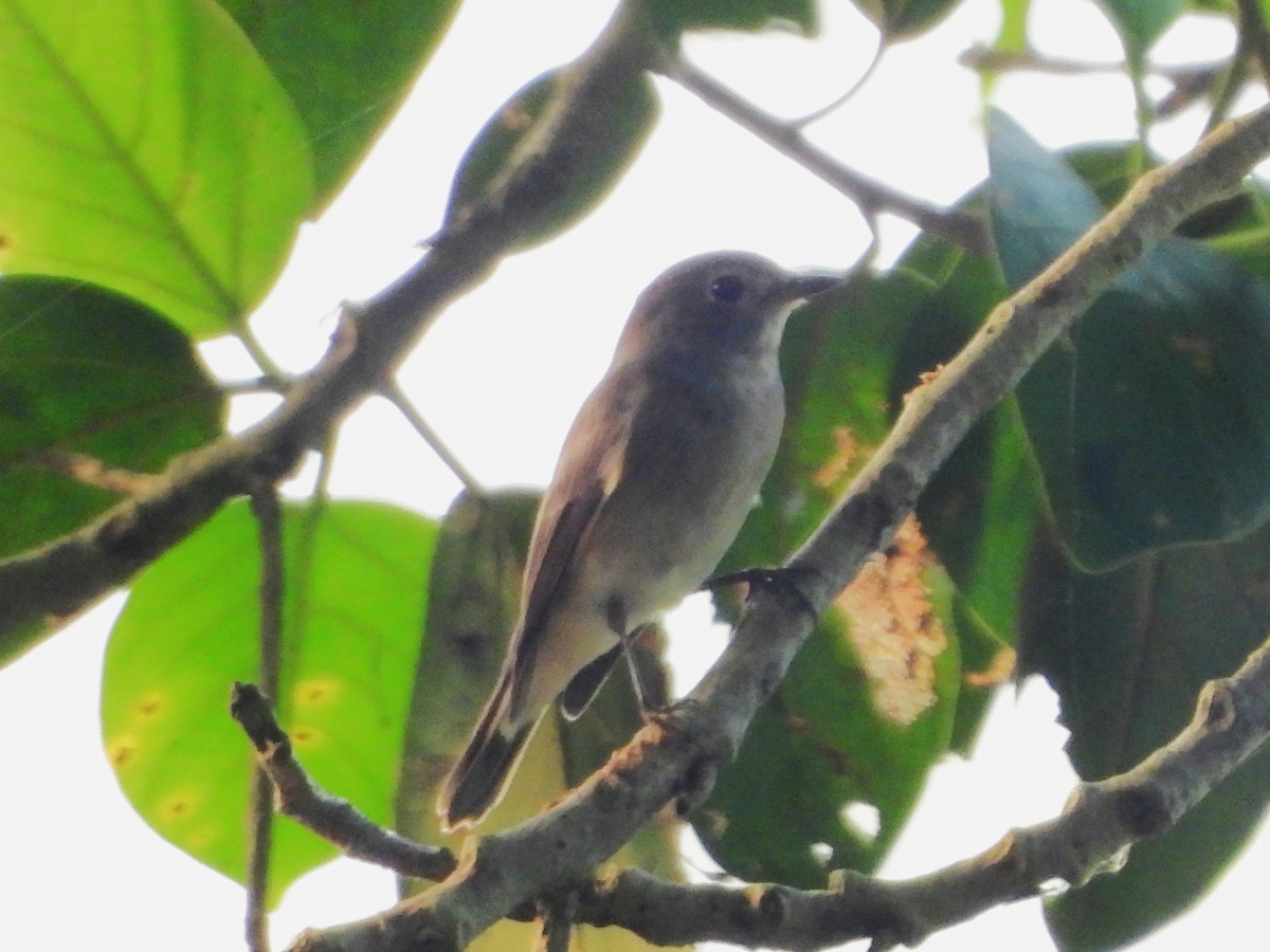 Taiga Flycatcher - ML643770013