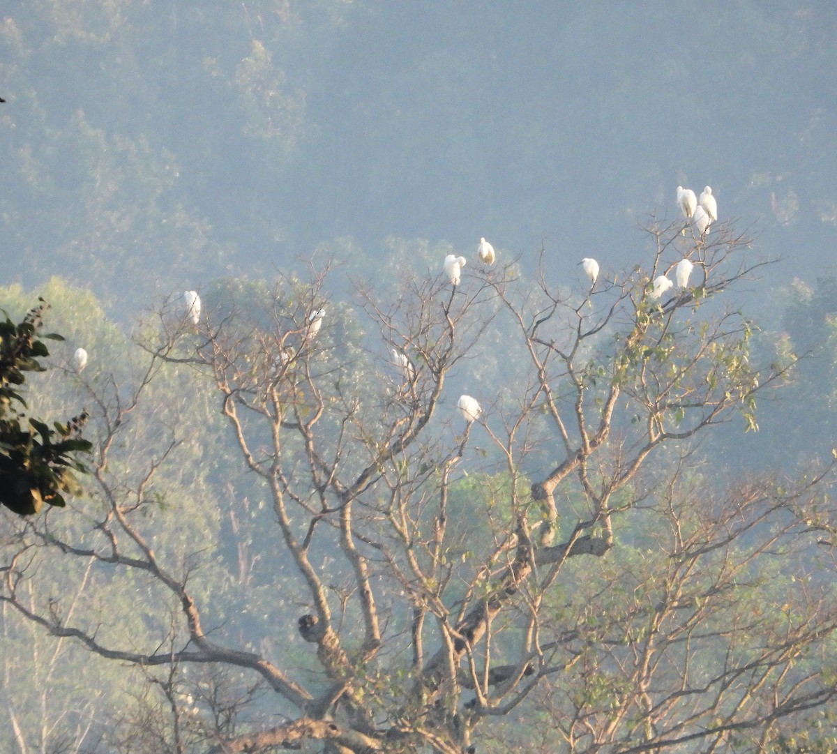 Eastern Cattle-Egret - ML643770018