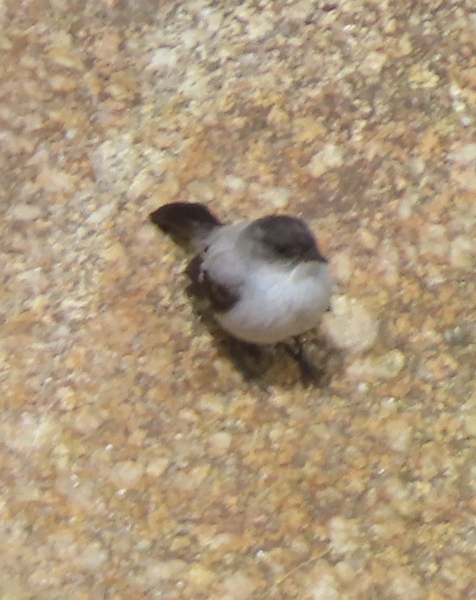 Torrent Tyrannulet - ML643770027