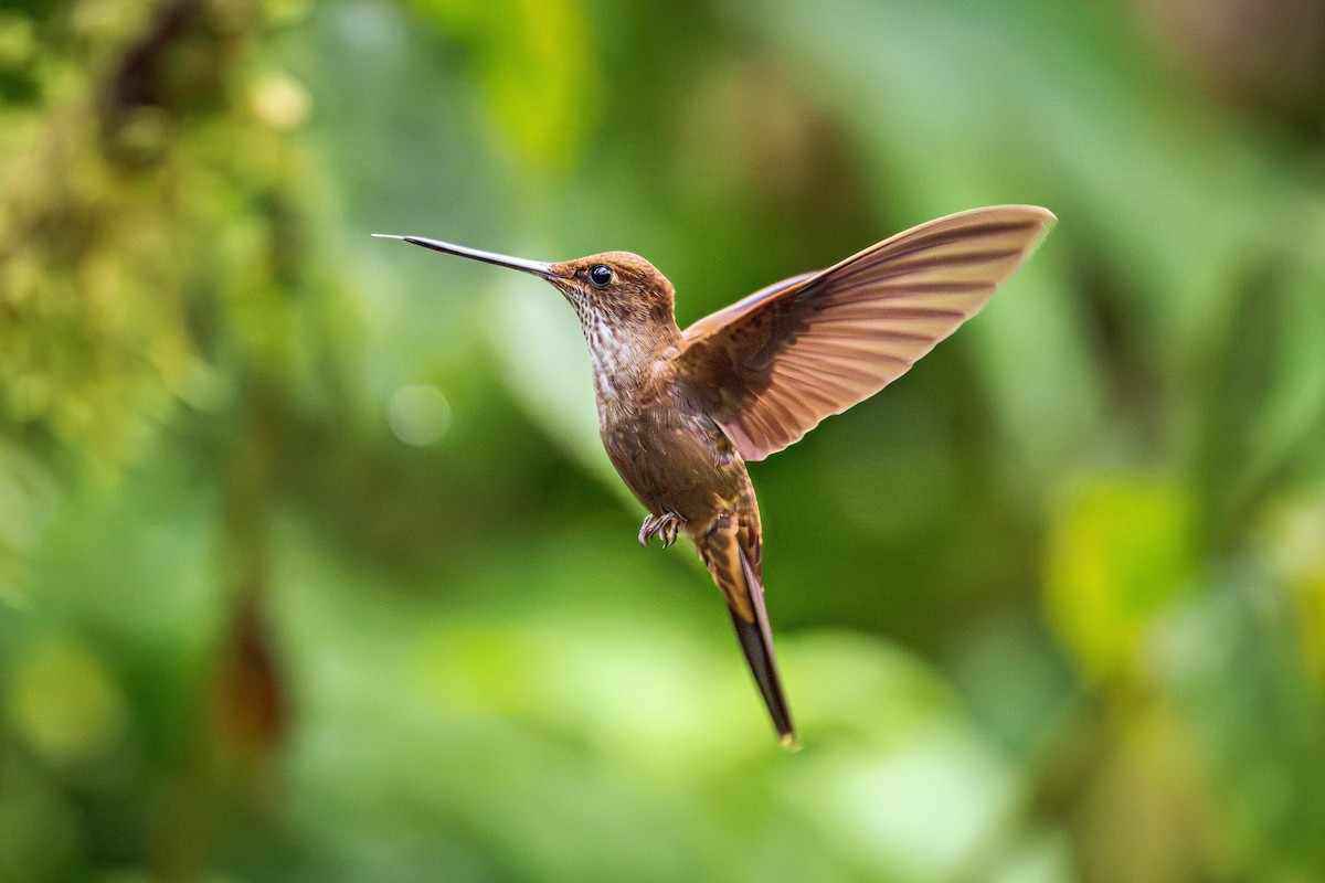 Bronzy Inca - ML643770033