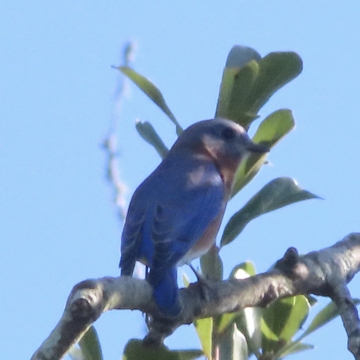 Eastern Bluebird - ML643770036