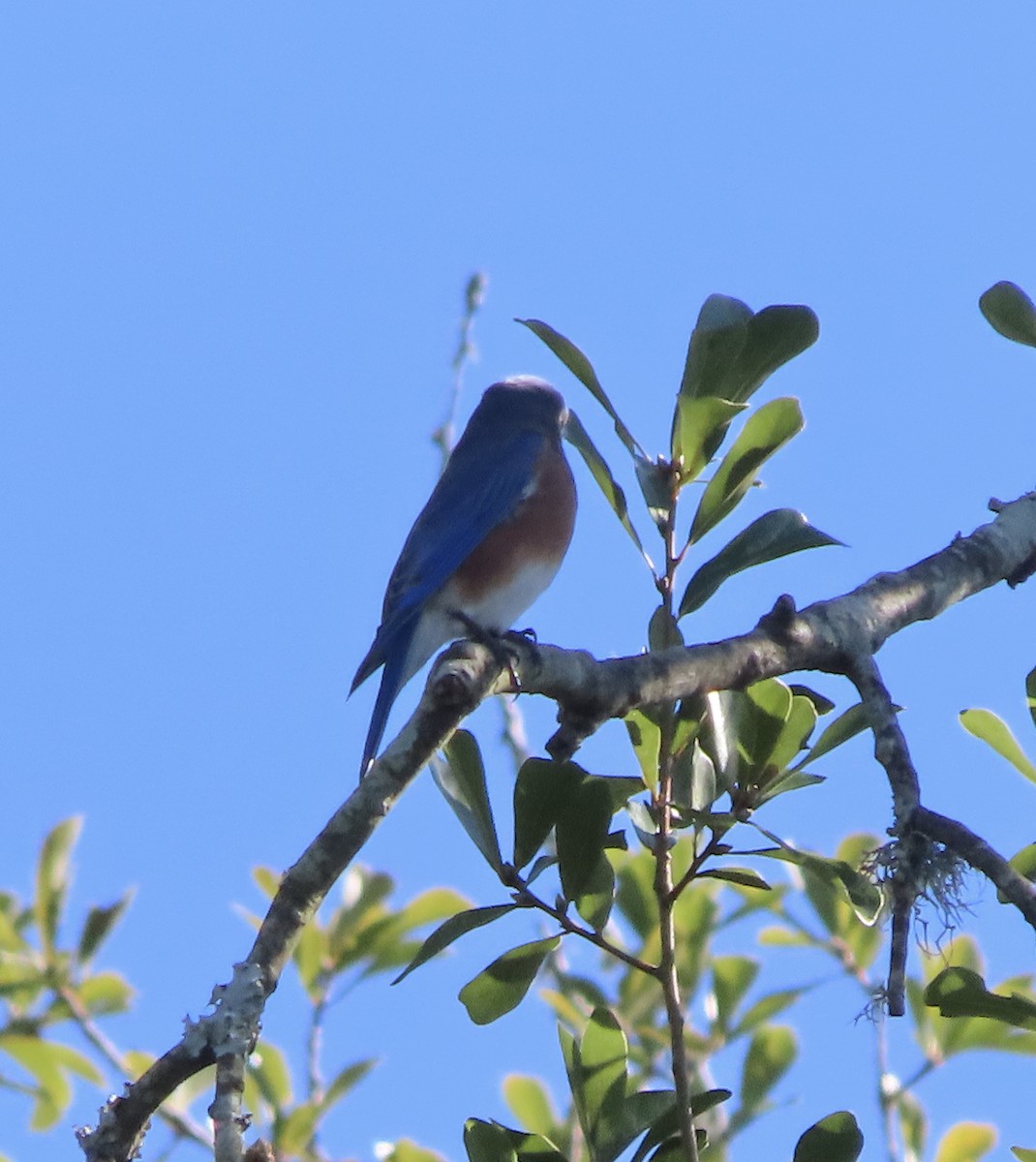 Eastern Bluebird - ML643770037