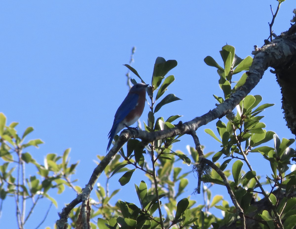 Eastern Bluebird - ML643770038