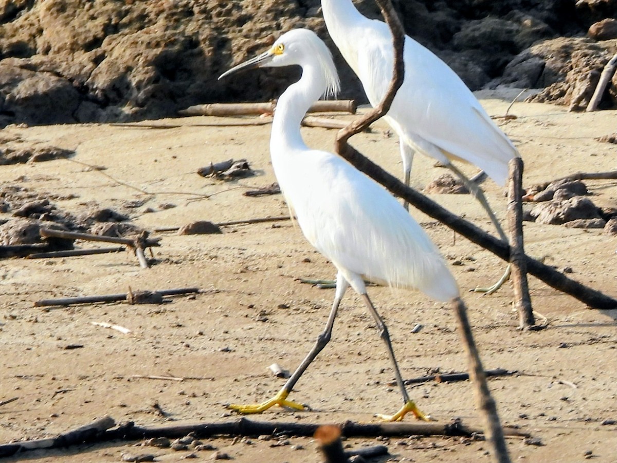 Snowy Egret - ML643770046