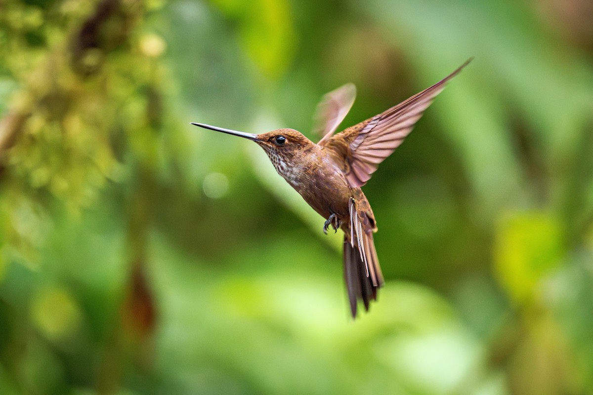 Bronzy Inca - ML643770048