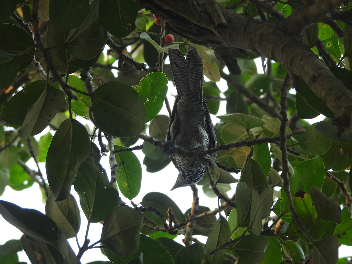 Asian Koel - ML643770068