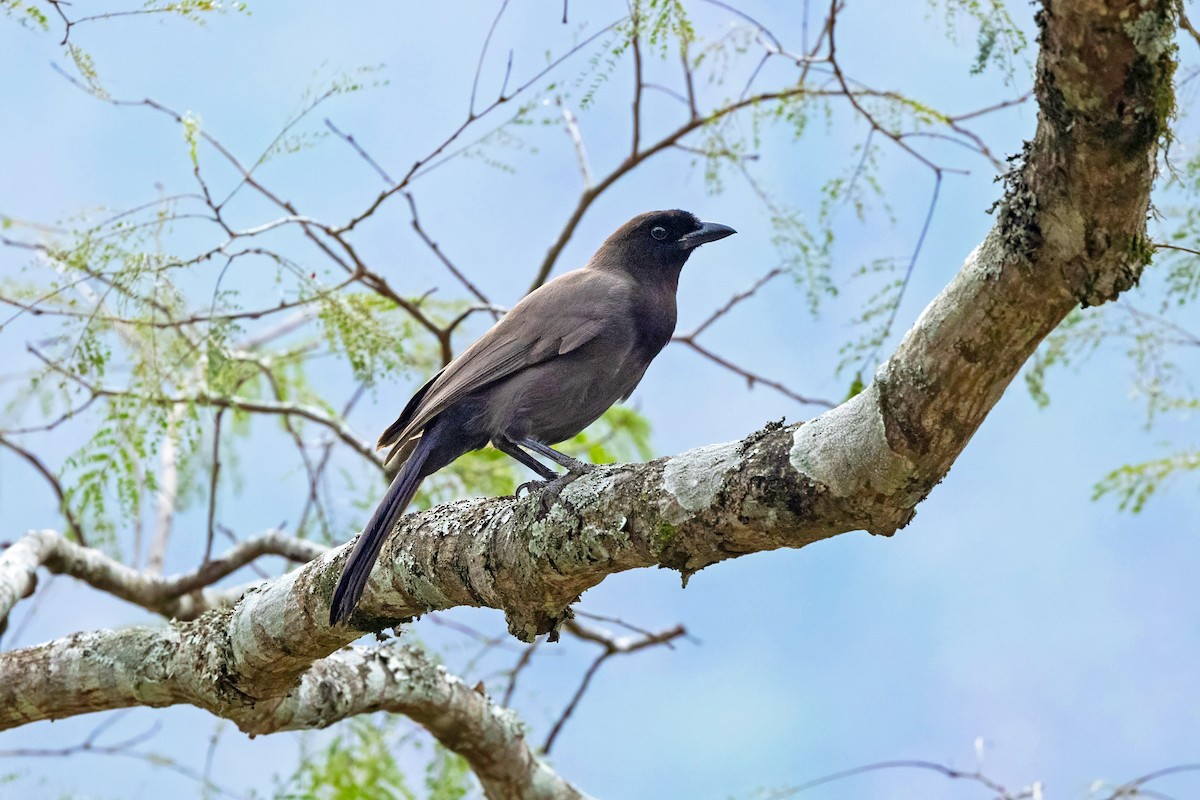 Purplish Jay - ML643770083