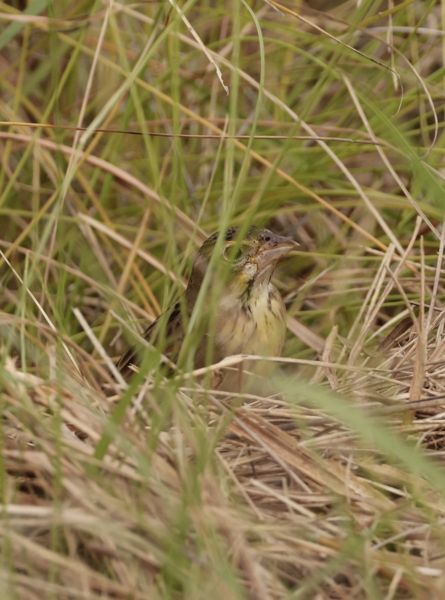 Dickcissel - ML643770132