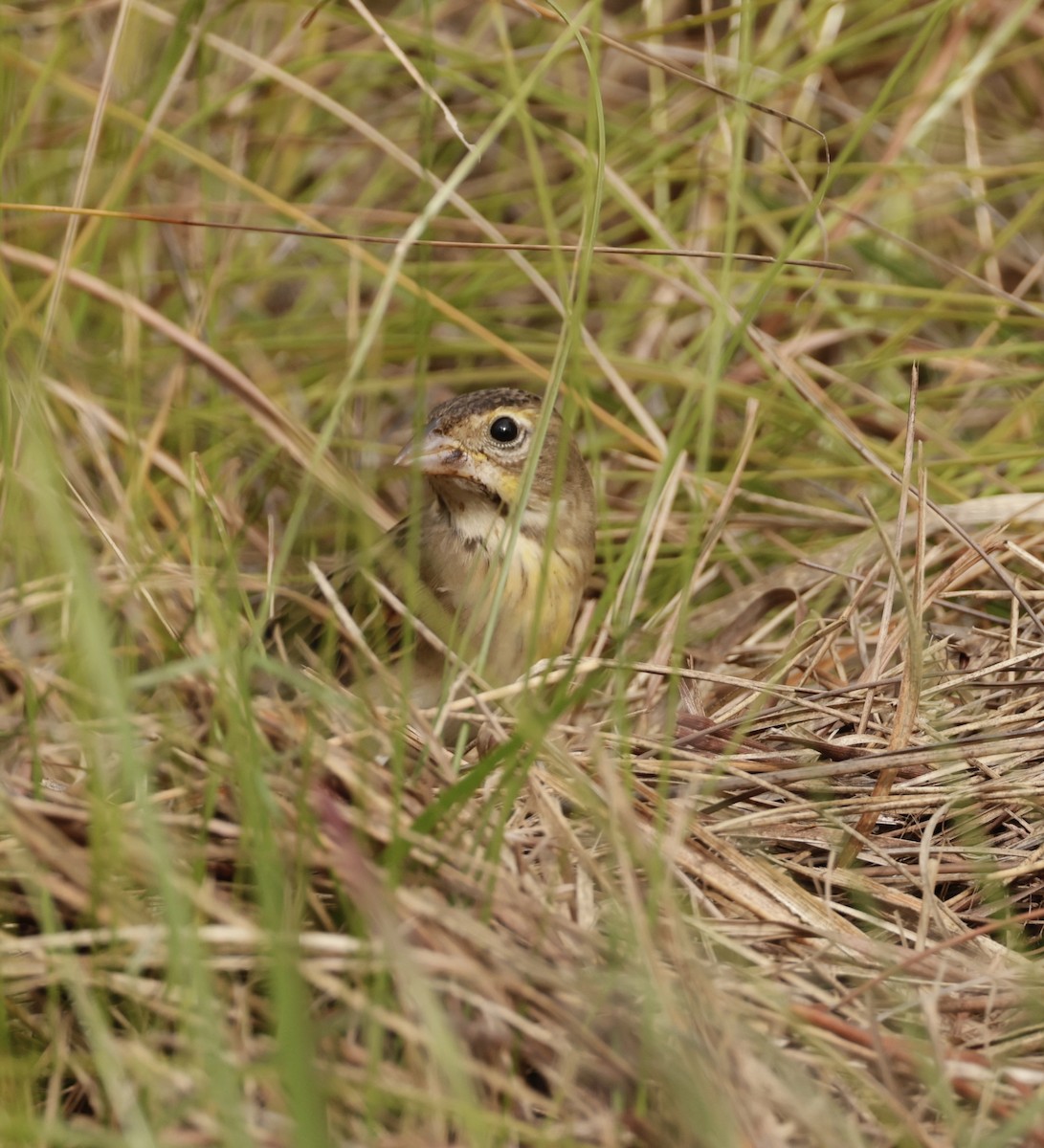 Dickcissel - ML643770133