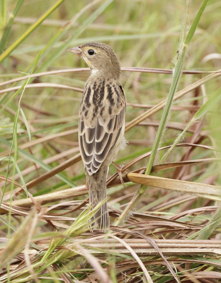 Dickcissel - ML643770134