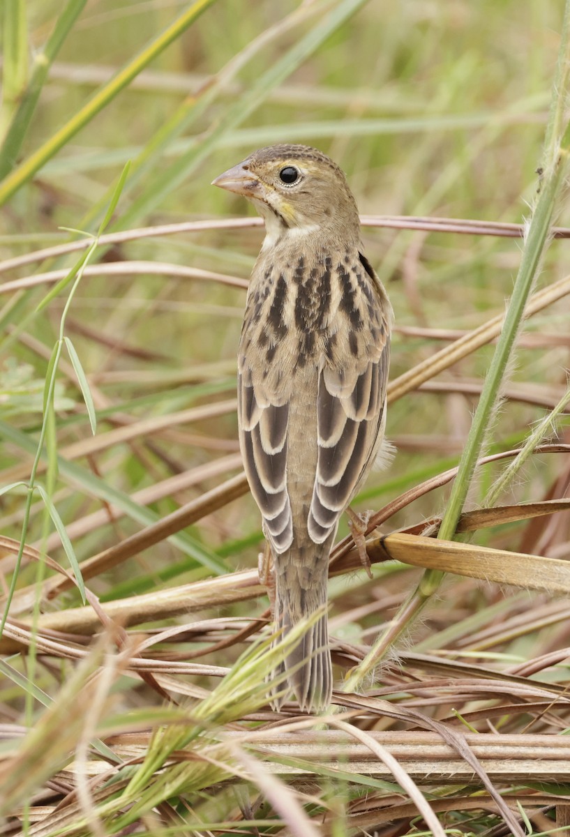 Dickcissel - ML643770136