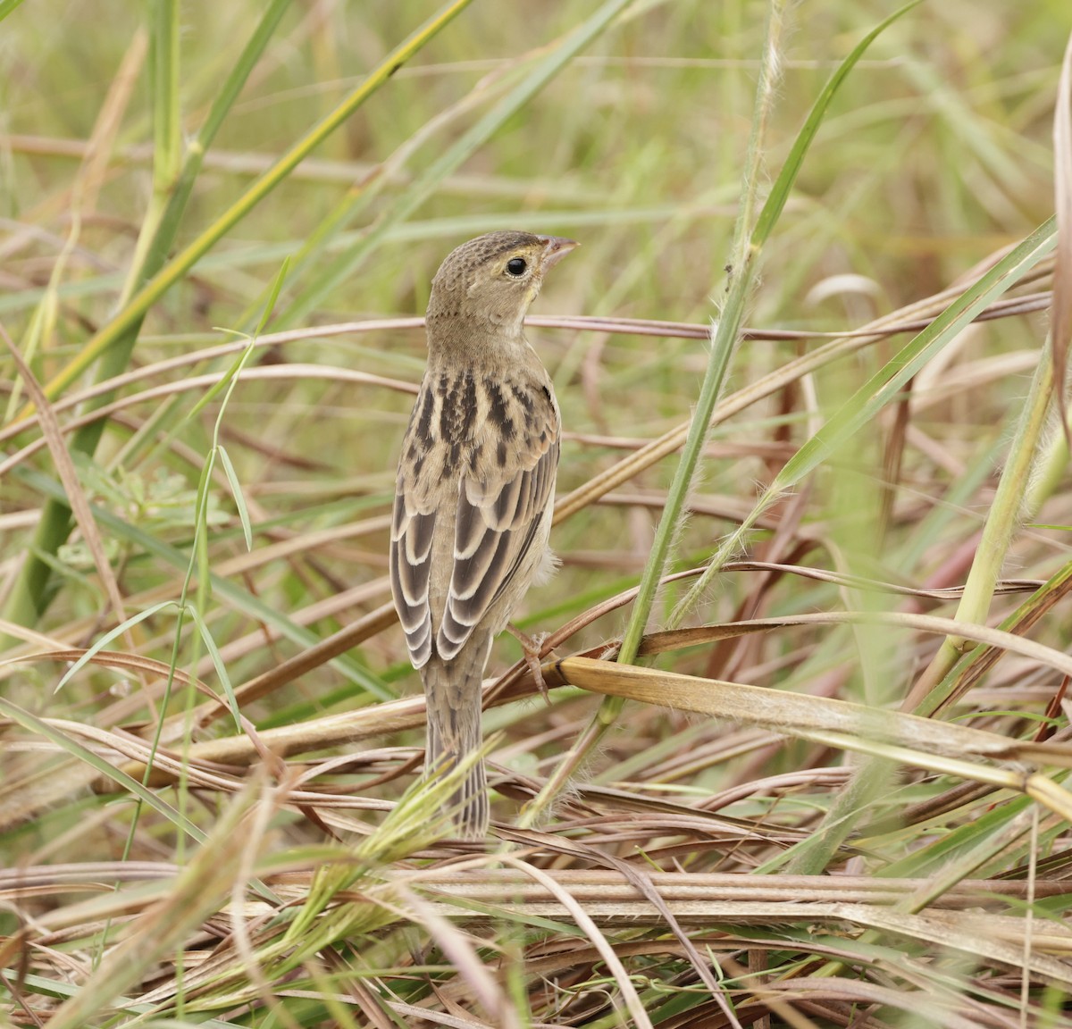 Dickcissel - ML643770137