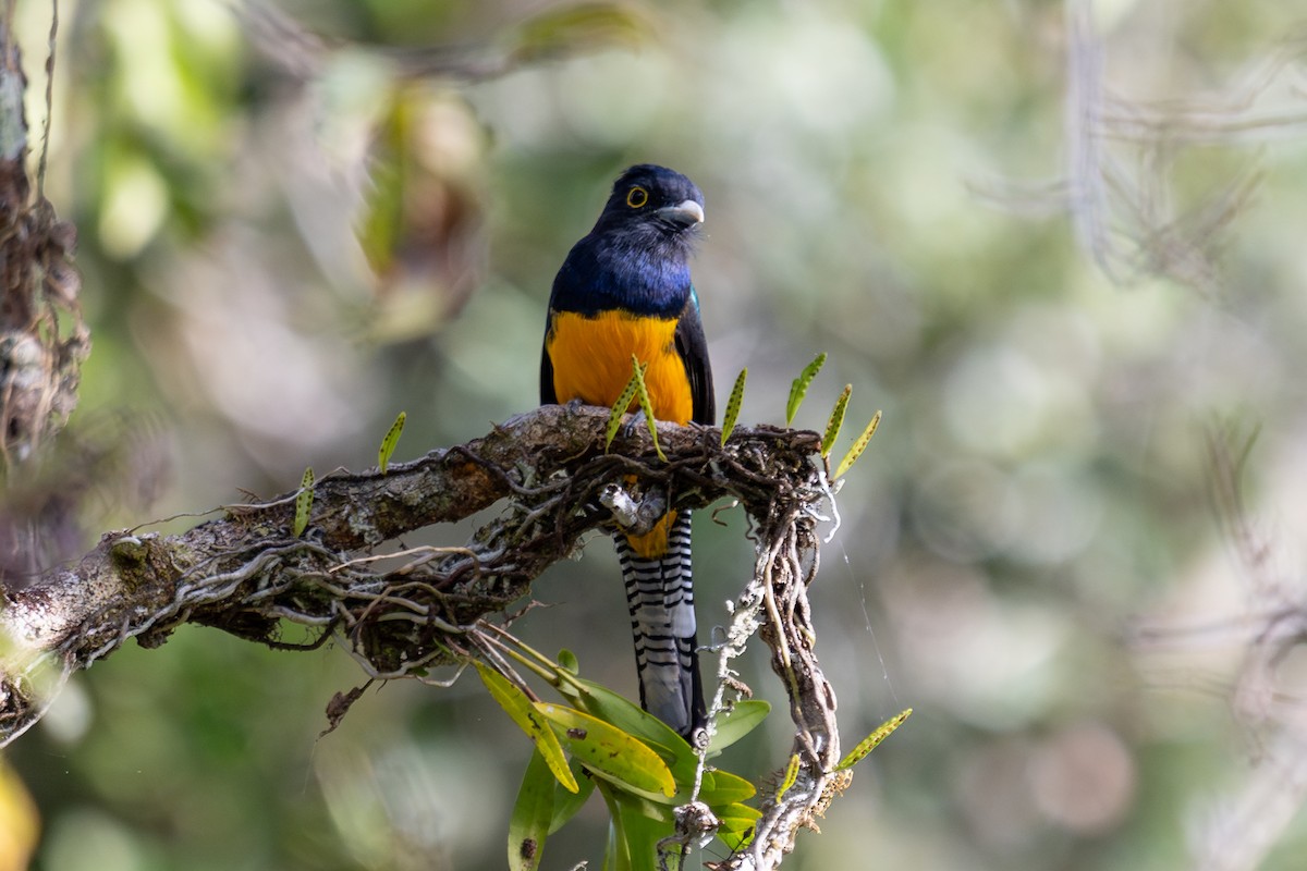 Amazonian Trogon - ML643770138