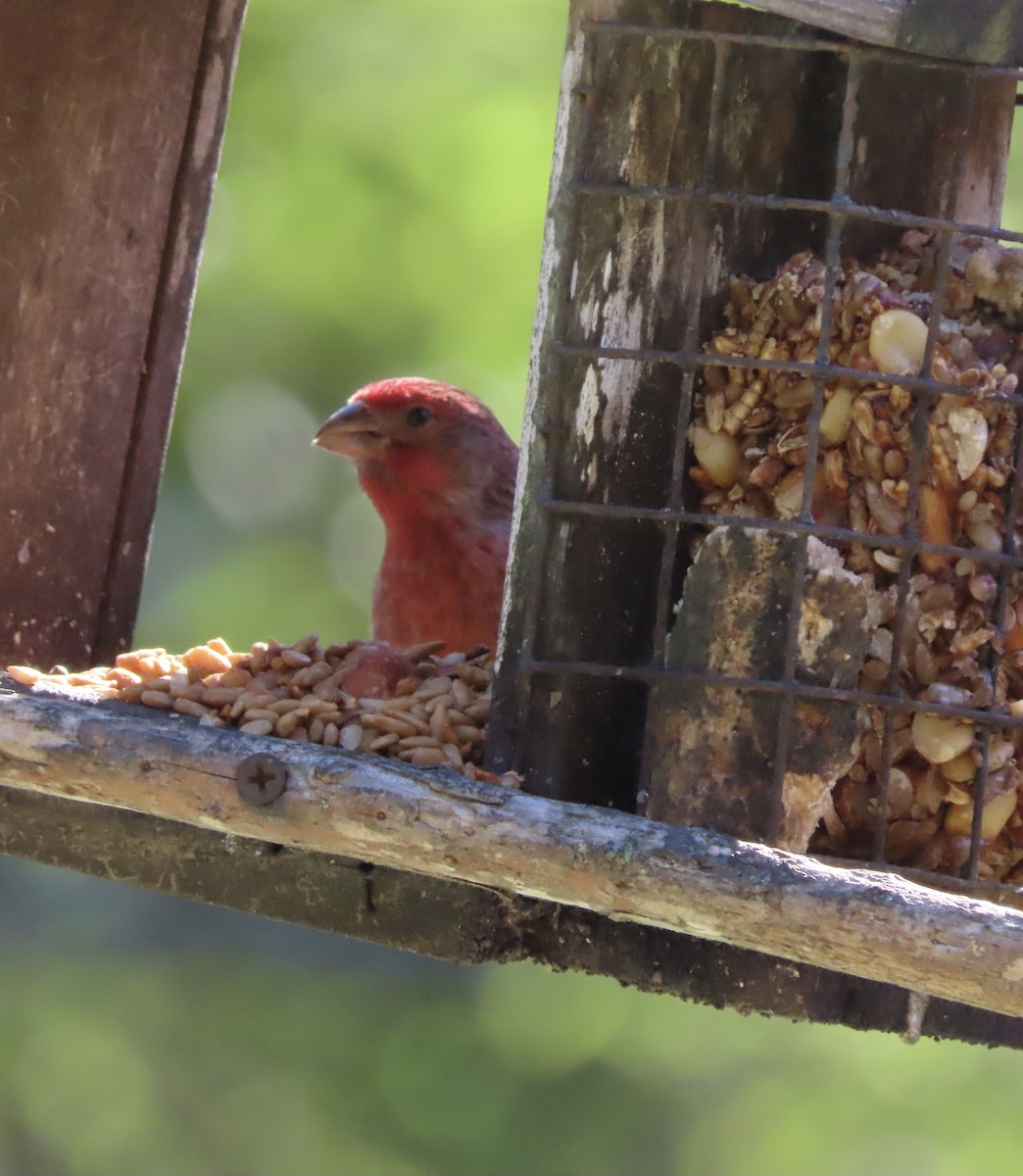 House Finch - ML643770141
