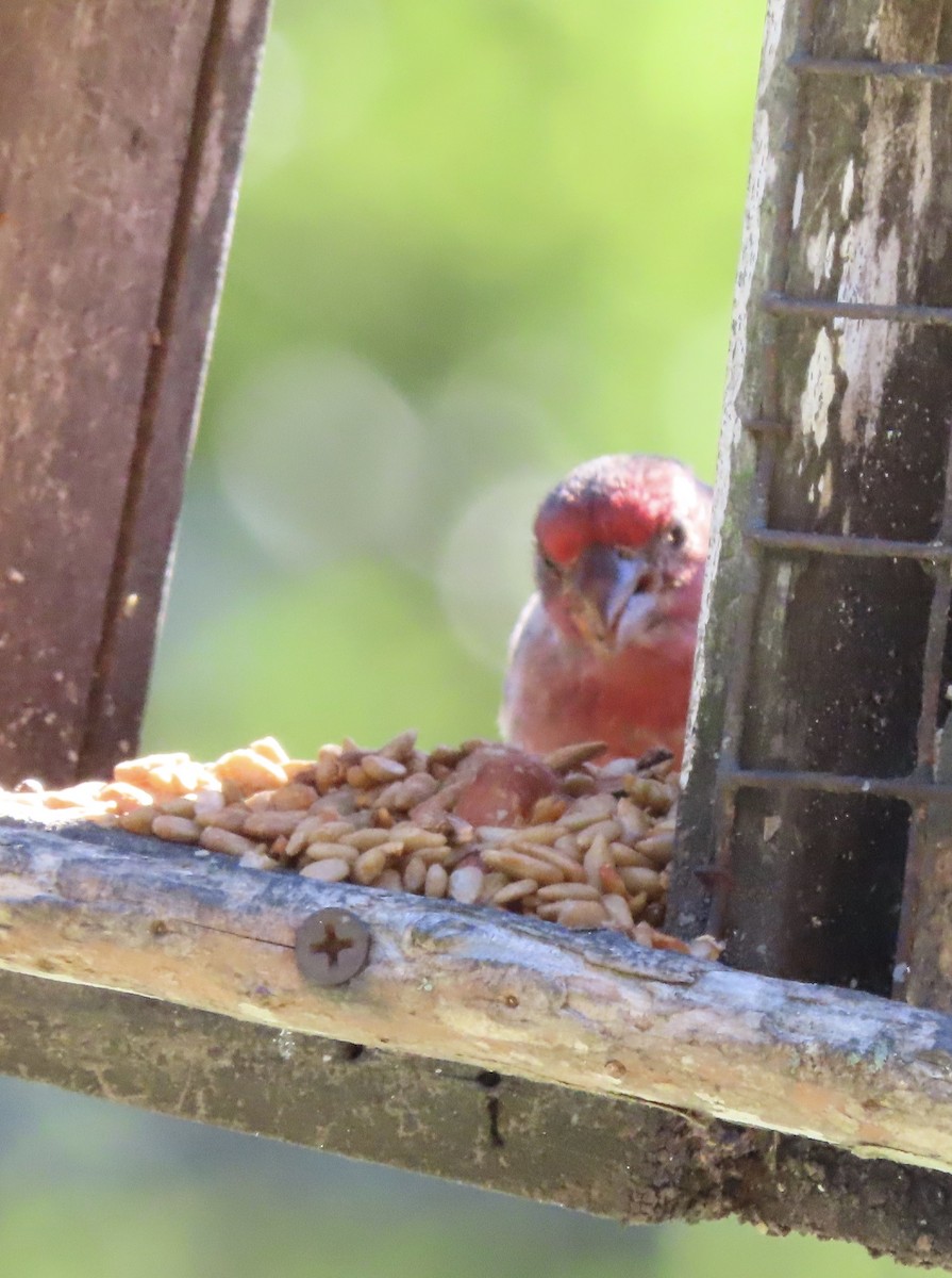 House Finch - ML643770142