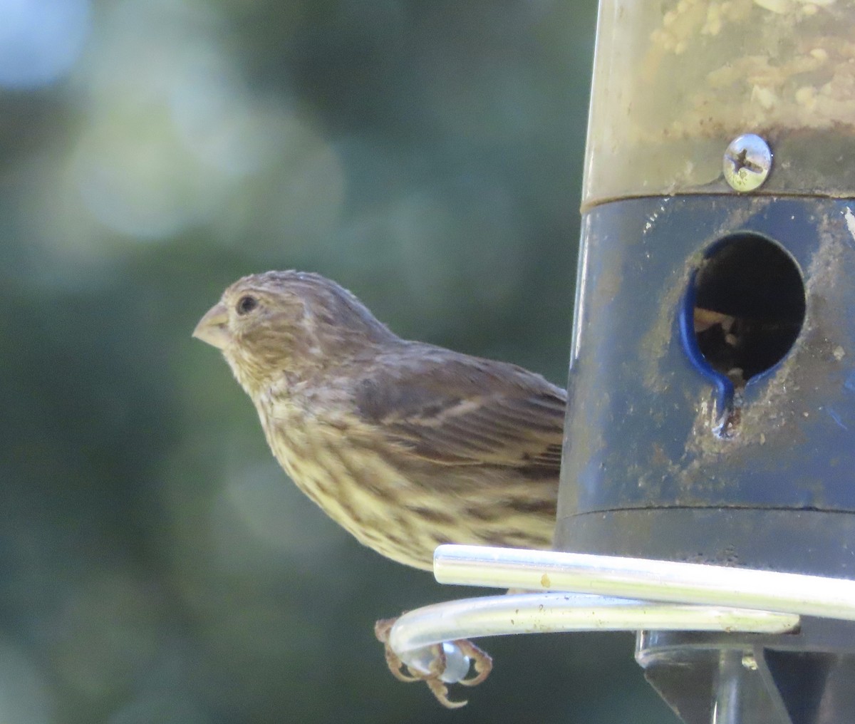 House Finch - ML643770143