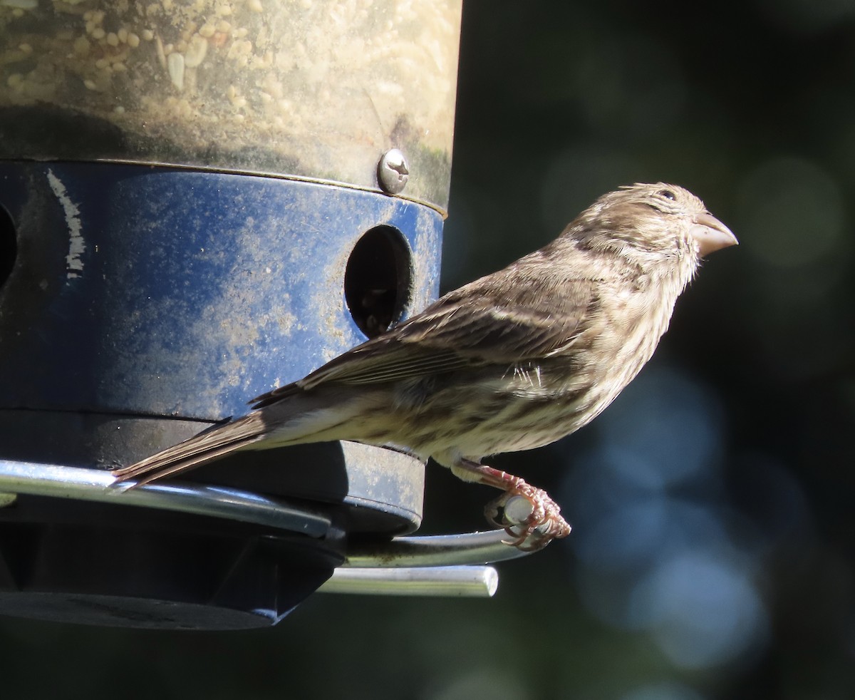 House Finch - ML643770144