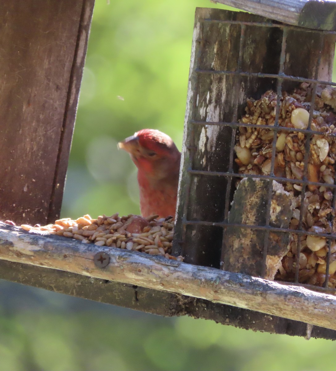 House Finch - ML643770145