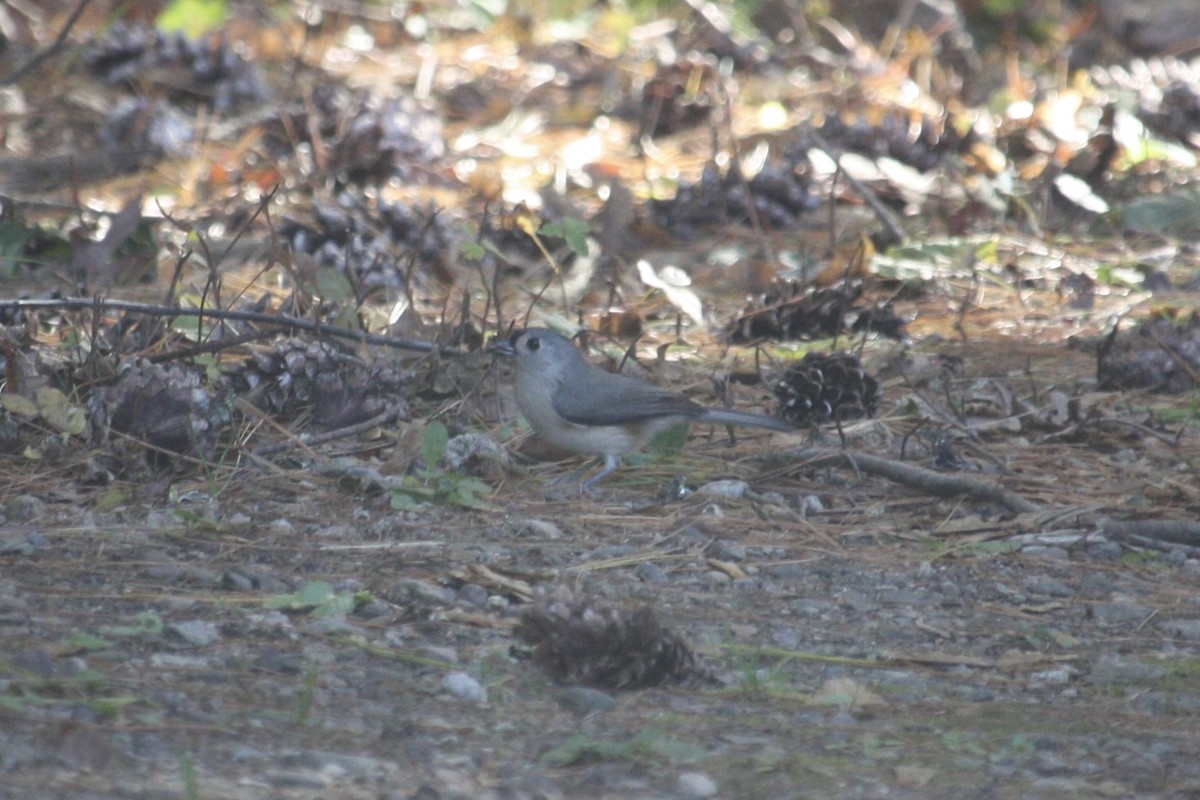 sýkora rezavoboká - ML643770146