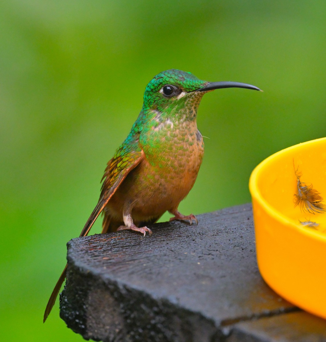 Fawn-breasted Brilliant - ML643770148