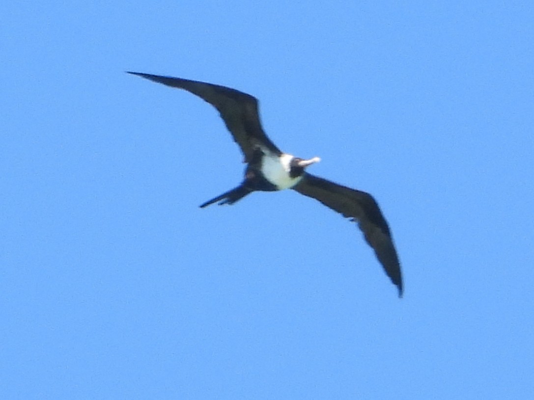 Frégate ariel - ML643770150