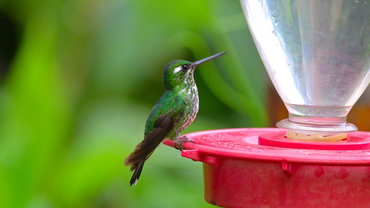 Purple-bibbed Whitetip - ML643770154