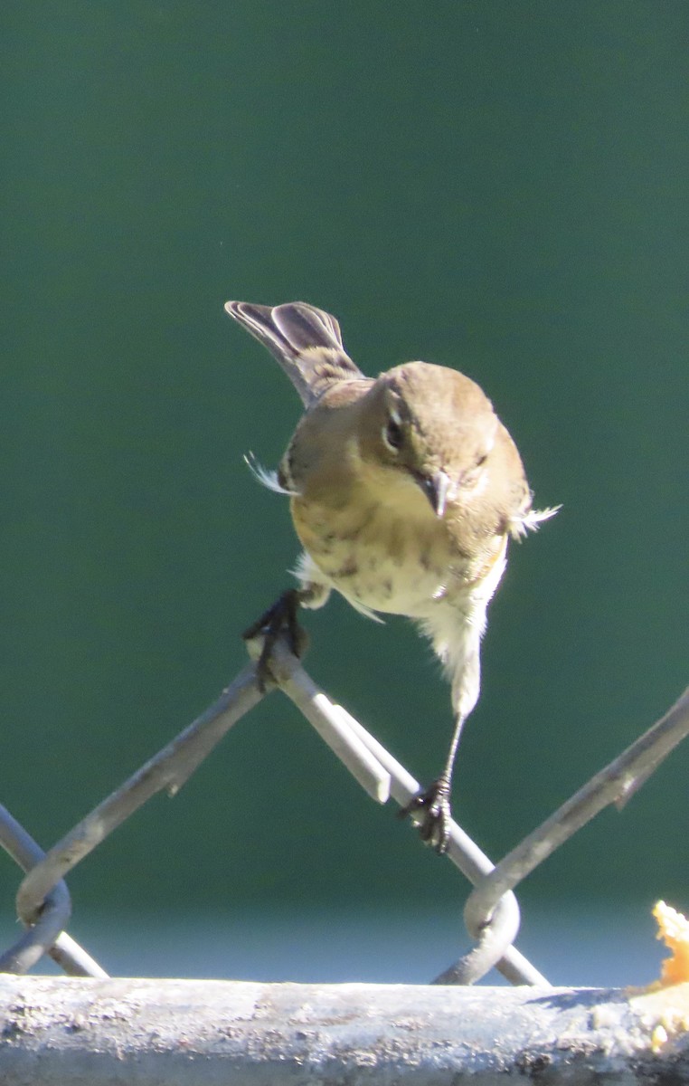 Yellow-rumped Warbler (Myrtle) - ML643770155