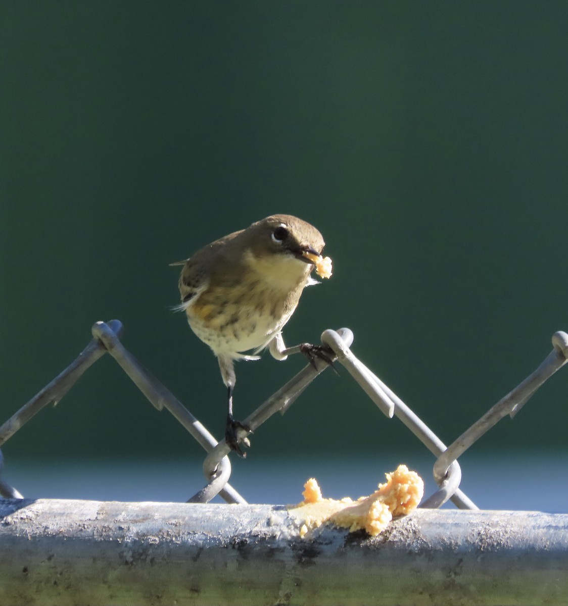 Yellow-rumped Warbler (Myrtle) - ML643770156