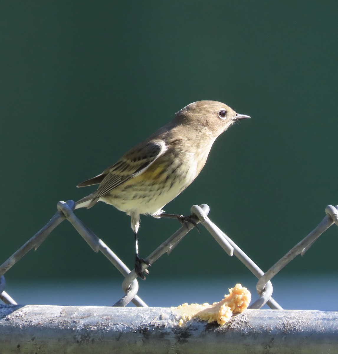 Yellow-rumped Warbler (Myrtle) - ML643770157