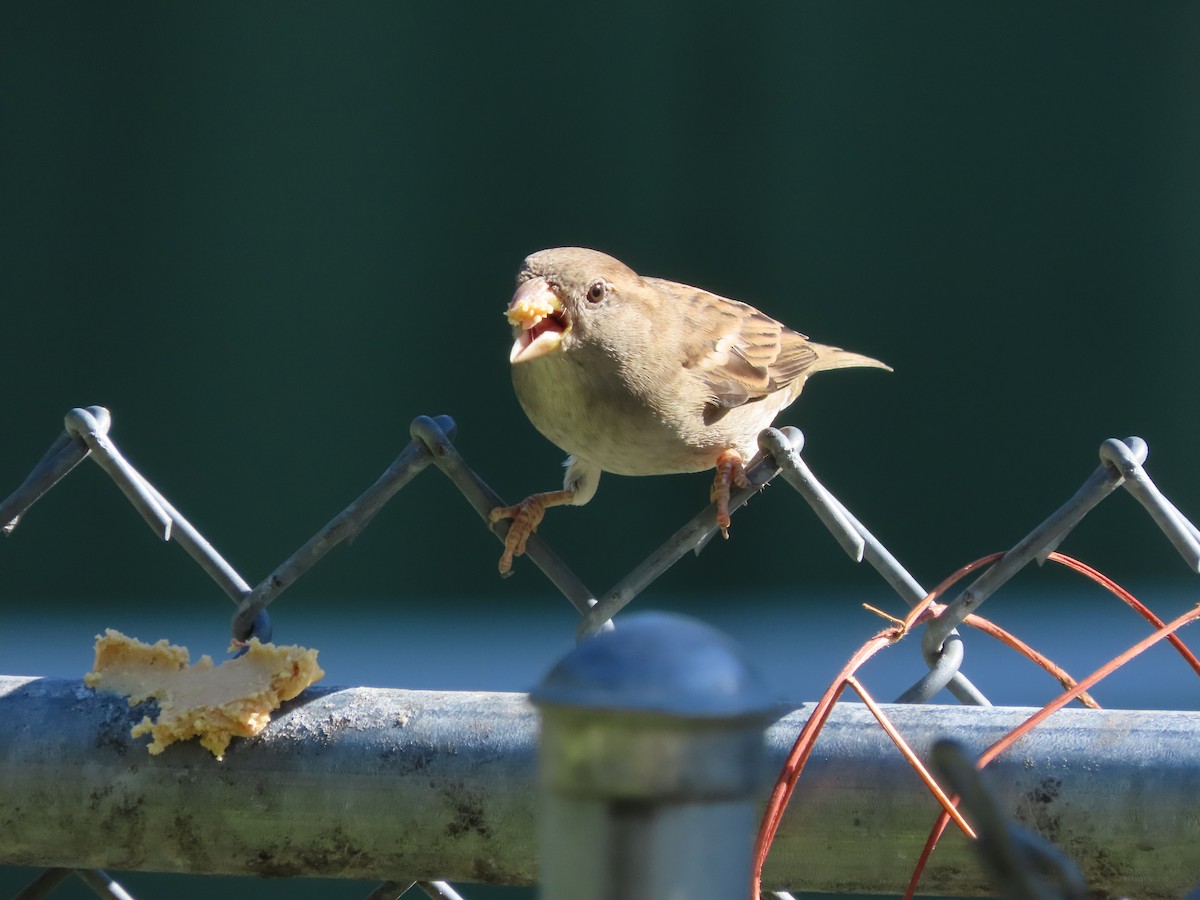 Yellow-rumped Warbler (Myrtle) - ML643770158