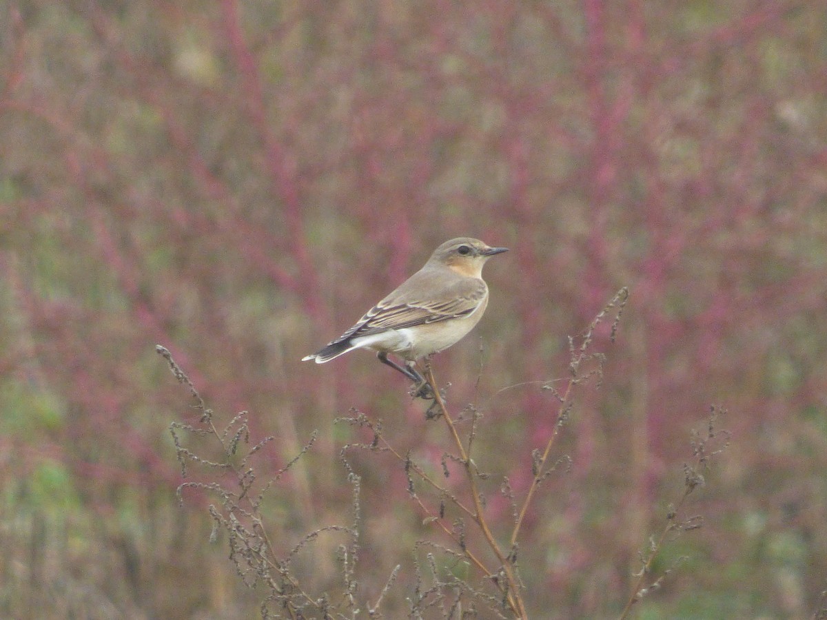 Northern Wheatear - ML643770161