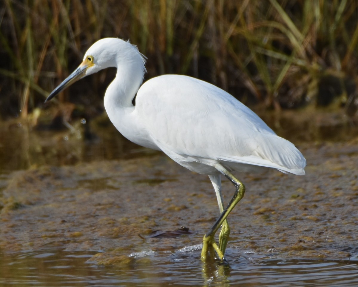 Snowy Egret - ML643770181