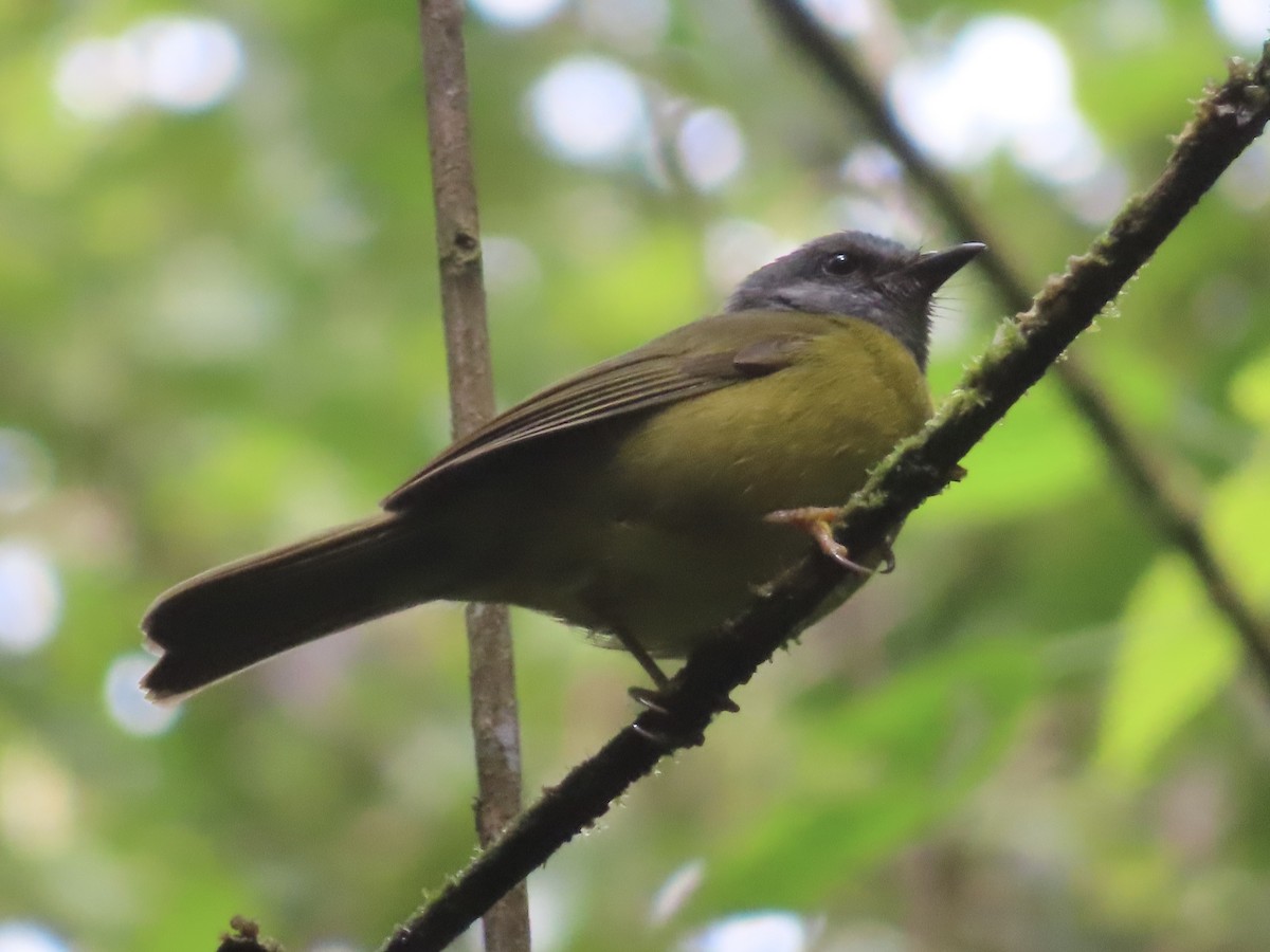 Paruline à diadème - ML643770190