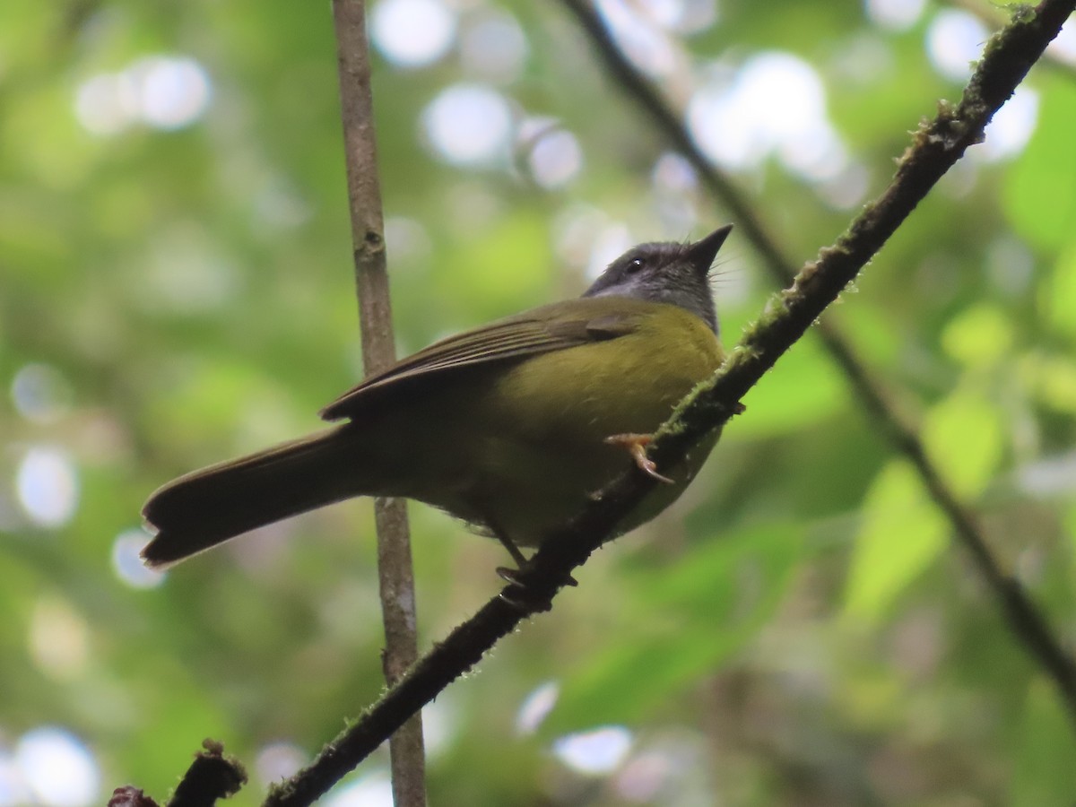 Paruline à diadème - ML643770191