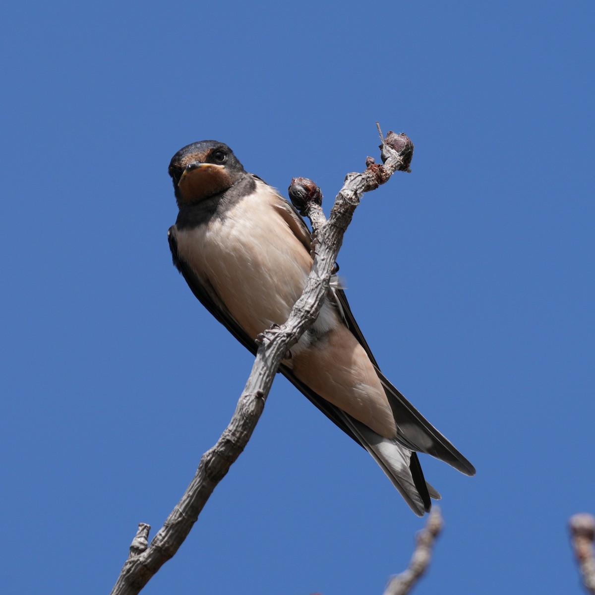 Barn Swallow - ML643770193