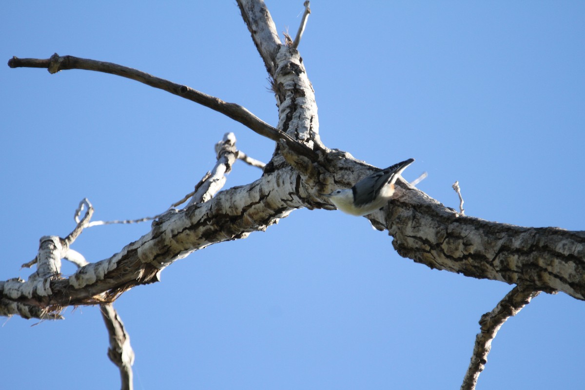 White-breasted Nuthatch - ML643770202