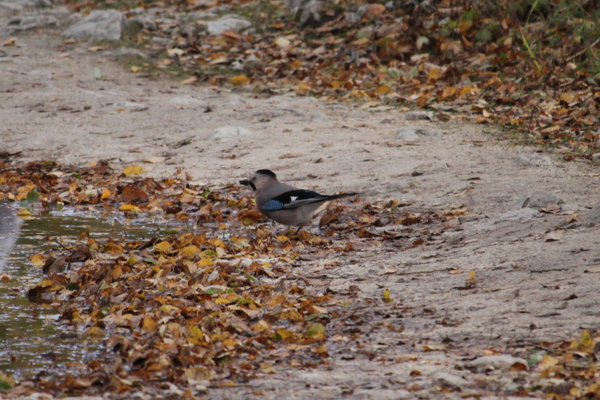 Eurasian Jay - ML643770207