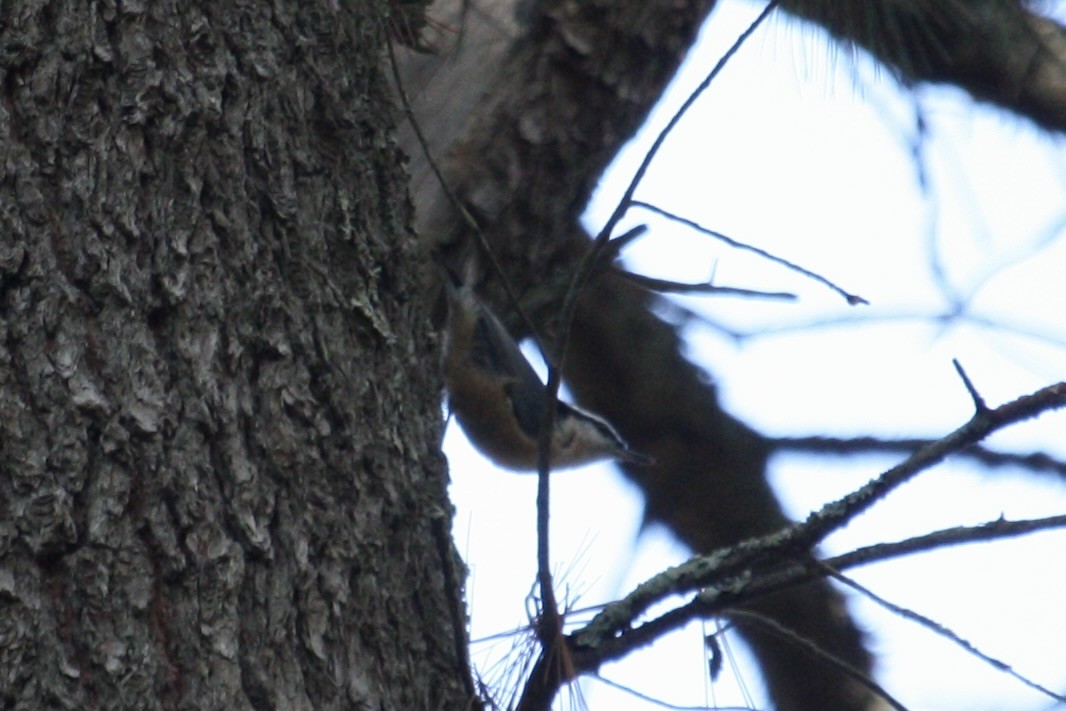 brhlík americký - ML643770218