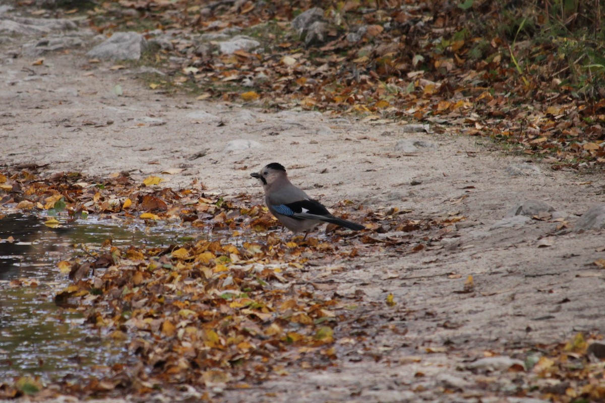 Eurasian Jay - ML643770223