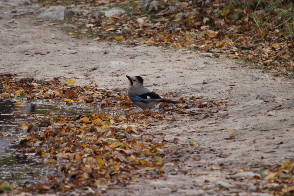 Eurasian Jay - ML643770228
