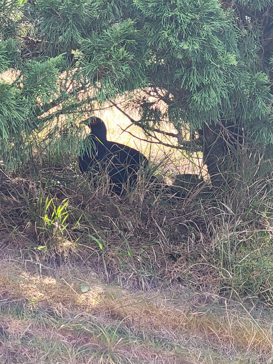 Mikado Pheasant - ML643770229
