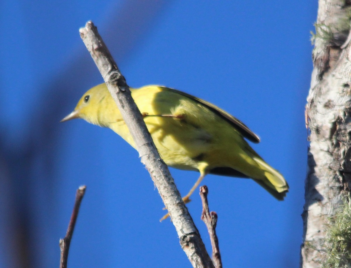 Paruline jaune - ML643770231