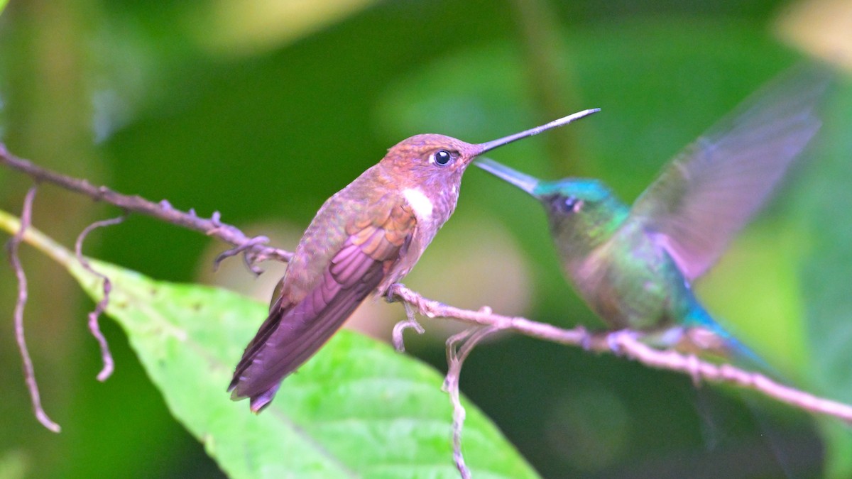 Brown Inca - ML643770232